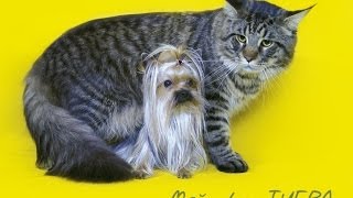 Питомник "TigraCoon" Харьков - продажа котят