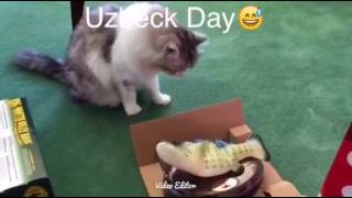 Funny Cat Uzbeck!!!!