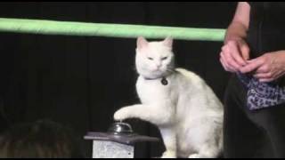 Circus Cats