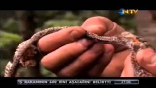 Doğada Tek Başına - Yenice Karabük ( NTV - Bölüm 1)