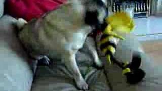 Guido pug bully