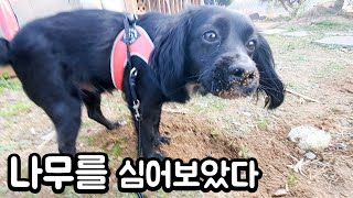 우리 강아지가 나무를 심어놨어요~_~ (시골2화)