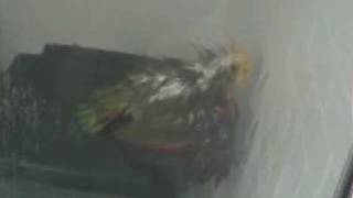 Hidden shower cam voyeur