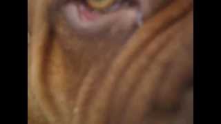 бордоский дог-Зафар,1 год (Bordeaux mastiff-Zafar,one year old)