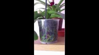 Regar orquidea 4