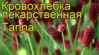 Кровохлебка лекарственная Танна. Краткий обзор, описание характеристик sanguisorba officinalis Tanna