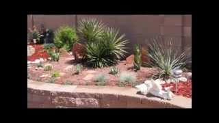 Easy Cactus garden ideas