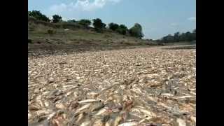 Morte de Peixes no Rio Manaquiri no Amazonas em 2009