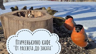 Солнечное АСМР от снегирей, зеленушек, синиц и немного дятла с сойками. Видео для кошек