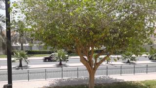 Samsung Galaxy S4 Camera Sample (1080p)
