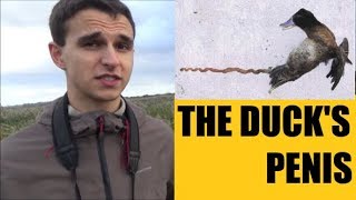 THE STORY BEHIND THE DUCK'S PENIS!!!