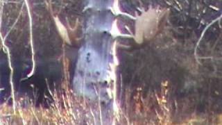 Moose Hunting In Canada