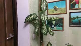 Мои комнатные цветы.