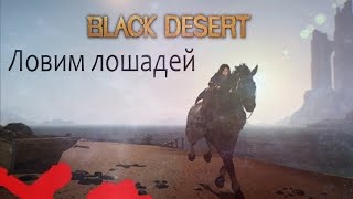 Black Desert (RU)Гайды\обзоры - Ловим лошадей