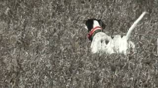 Bird Dog Challenge segment | Blue Spider Productions