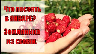 Посев земляники на рассаду.Что посеять в январе? Жена дальнобойщика.