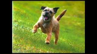 Все породы собак.Бордер Терьер(Border Terrier)