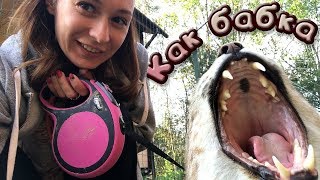 РЫСЬ УМКА ВОРЧИТ КАК СТАРАЯ БАБКА | Примеряем шлейку