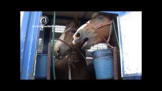 Please help ban horse slaughter in Canada