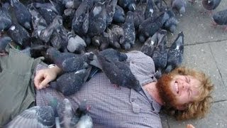 Wild Pigeons Attack Human!