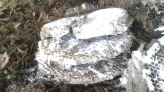 European Wasp Nest with Bayer Powder on it... It sure does the trick...