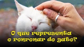 O que representa o ronronar do gato? #11
