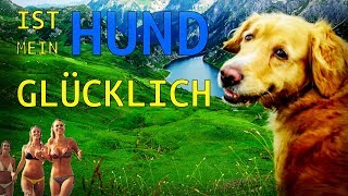 Ist mein Hund glücklich? - Die Checkliste