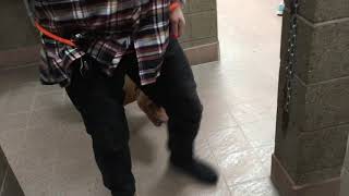 Sissy's dog test video #2