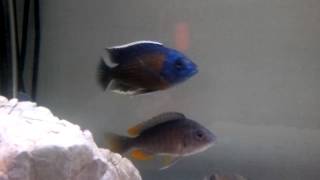 Copadichromis borleyi " Kadango "