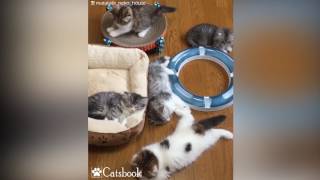 Kittyland?