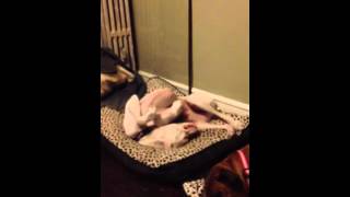 Contortionist Addy