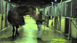 Kuwait Horse Riding Stables, by Wadhah alAdwani
