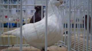 Pigeon Show II.- IKC-Székesfehérvár,2009.01.10.-11.
