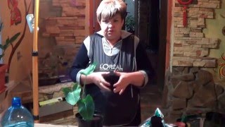 Калла. КАК ВЫРАЩИВАТЬ Каллу ( ЗАНТЕДЕХИЮ, БЕЛОКРЫЛЬНИК). ПОСАДКА, ПОЛИВ, УДОБРЕНИЯ