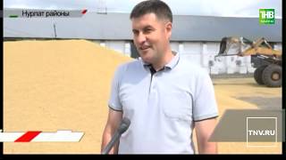 Татарстанда урак өсте