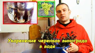 Укоренение черенков винограда #деломастерабоится