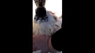 Ножи к машинке для стрижки овец (Казахстан)