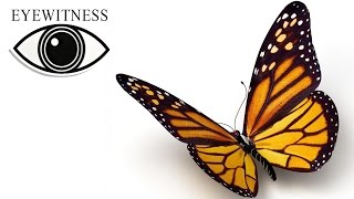 Все Про Бабочек I BBC Документальный Фильм  | Eyewitness | Butterfly
