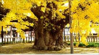 京都府の巨樹・巨木　西本願寺の水吹き銀杏