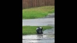 Mating Ducks