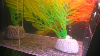 New Baby Platies