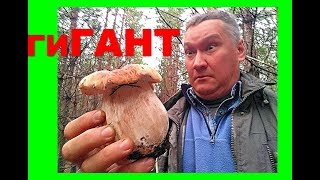 Про грибы сентябрь  2018 маслята, белые, зонтики, тёщин язык