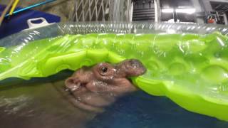 Baby Hippo Fiona in her Exercise Pool at Cincinnati Zoo
