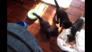 Hungry Kittens 7 weeks old