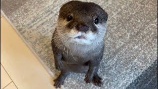 飼い主が選ぶカワウソのかわいい仕草６選！！ Six cute otter gestures chosen by their owners!