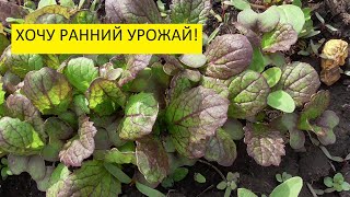 Обзор огорода 12 мая. Высаживать в открытый грунт буду раньше срока! 