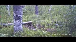 Кугуар cougar