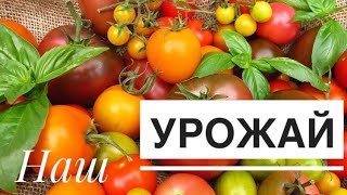 Томаты просто прелесть. Обзор томатов. Посмотрите, какие томаты у нас растут!