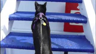 Lava the Cat aboard Marine Atlantic Ship m/v Leif Ericson in the Gulf of St. Lawrence