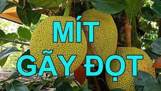 Mít Gãy đọt trái khủng ( Hạt Ngọc Vlog )